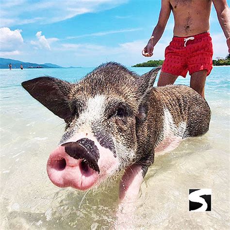 Pig Island Snorkeling Koh Mudsum & Koh Tan Speed Boat Economy Tour – kohsamui.tours