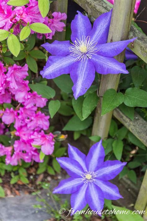 Clematis Care: The Ultimate Guide To Growing and Pruning Clematis - Gardening @ From House To Home