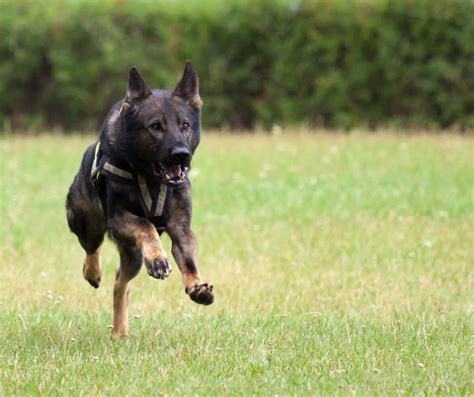 9 Best Tactical Dog Harnesses: 2021 Buyer's Guide - Dog Club Life