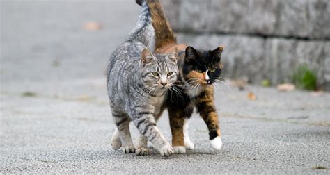 What You Need To Know About Feral Cats - PetlifeSA