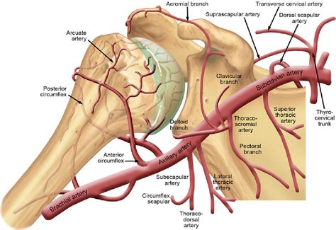 Nonoperative Treatment of Proximal Humerus Fractures 2 | Semantic Scholar