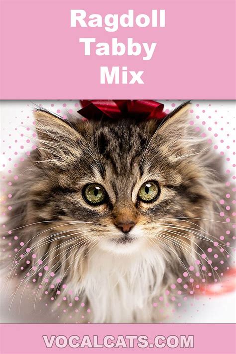 Ragdoll Tabby Mix: Complete Guide