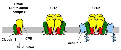 Toxins | Special Issue : Enterotoxins