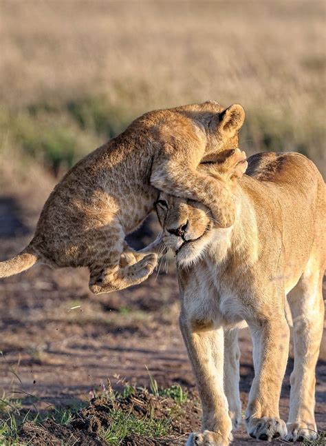 Mara Conservancies || Ongeri Expeditions