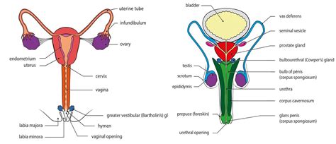 Gonadal Hormone