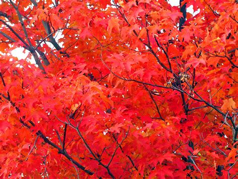Maple Tree Leaves In Autumn Free Stock Photo - Public Domain Pictures