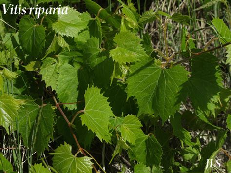 Vitis riparia (Grape)