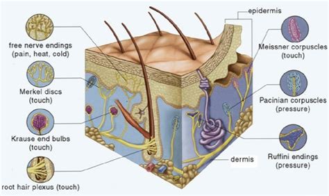 Human Skin Section Showing Sensory Receptors. | Download Scientific Diagram