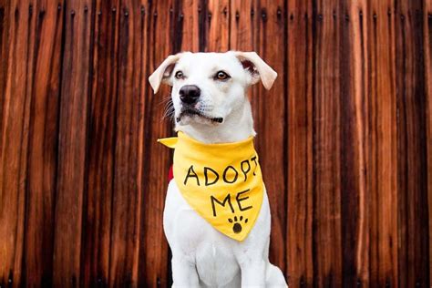 Adopting a Rescue Dog: The First 7 Days - Puppy In Training