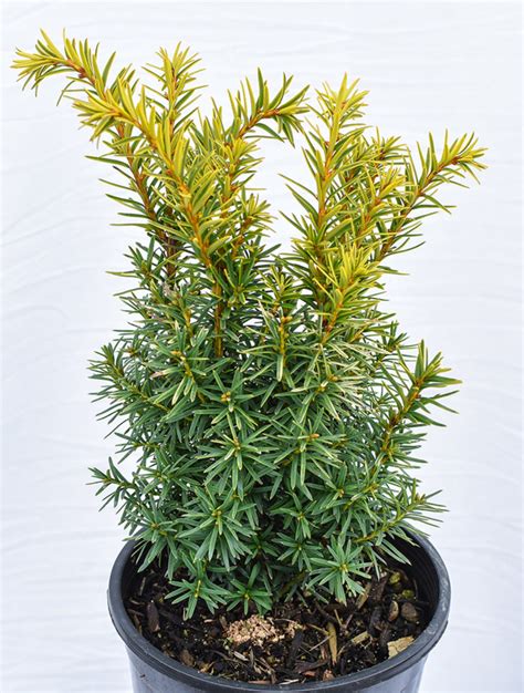 Bright Gold Japanese Yew shrubby upright-spreading, grows in a mound