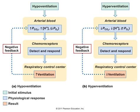 hyperventilation and hypoventilation | Icu nursing, Human anatomy and physiology, Respiratory ...