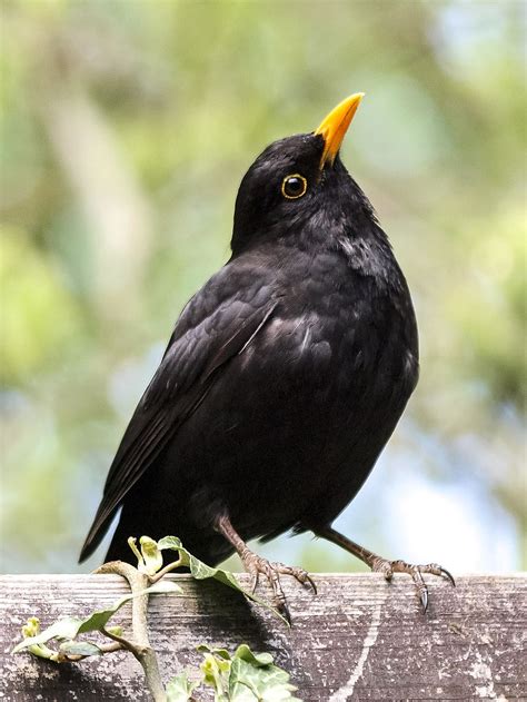 HD wallpaper: black bird with yellow beak perching on wooden surface, blackbird | Wallpaper Flare