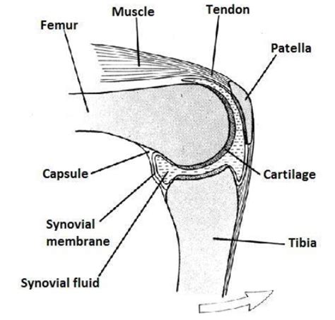 Hinge joint Qn What is a hinge joint? - reviseug.com