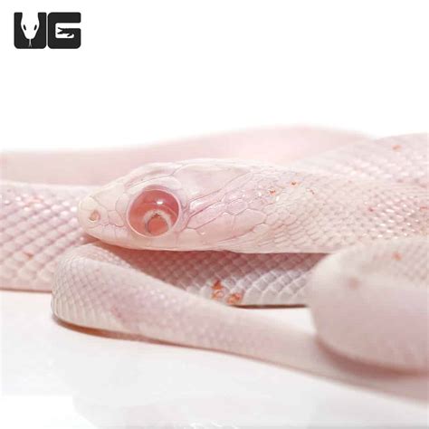 Baby Bug Eye Palmetto Cornsnake (Pantherophis guttatus) For Snakes - Underground Reptiles