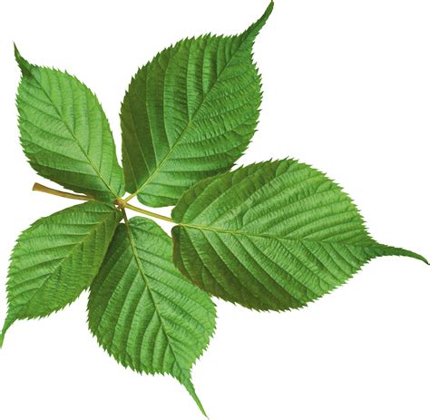 Free download - large green leaf transparent PNG image | Green leaves, Advantages of solar ...