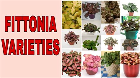 MOST STUNNING FITTONIA VARIETIES - YouTube