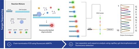 Sanger Sequencing | AAT Bioquest