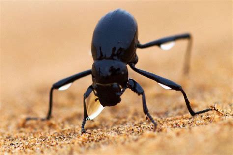 Namib beetle elevates its back to collect fog water and channel it into ...