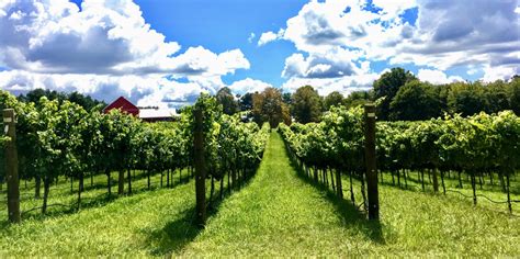 New Winery Opening in So. Md. - Southern Maryland Headline News