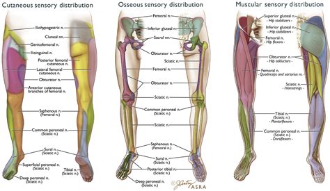 Cutaneous Nerves Of The Lower Limb Anterior Kwizmi Medical | Images and ...