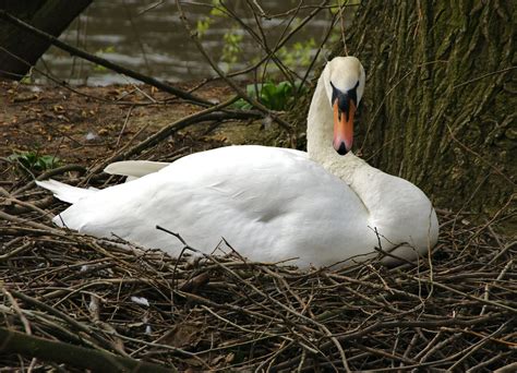 Mute Swan Nesting On Bylet Island, River Severn. Bridgnort… | Flickr