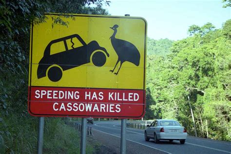 QLD trials vehicle-activated signs to protect cassowaries - GovNews