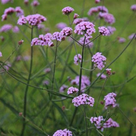 Verbena bonariensis 'Lollipop (PBR)' - verbena in 2021 | Purple flowering plants, Verbena plant ...