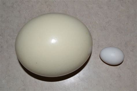 Ostrich egg and a chicken egg