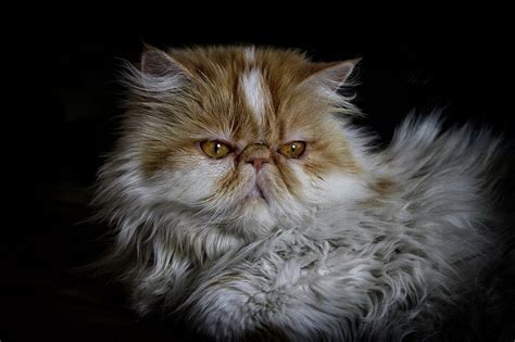 Persian cat breeds facts, history and information