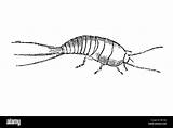 Zygentoma Cut Out Stock Images & Pictures  Alamy sketch template