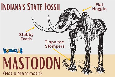 Indiana’s State Fossil: The American Mastodon - WonderLab