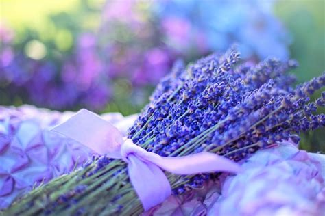 How to Care for Lavender | An Ultimate Growing Guide! - The Girl with a ...