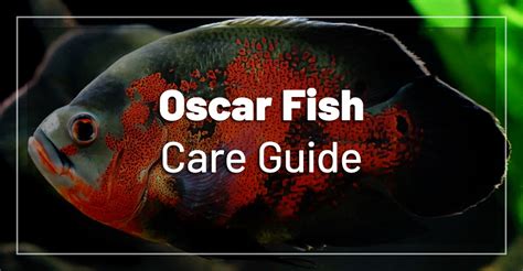 Oscar Fish – Care, Feeding, Breeding, Tank Mates and Requirements