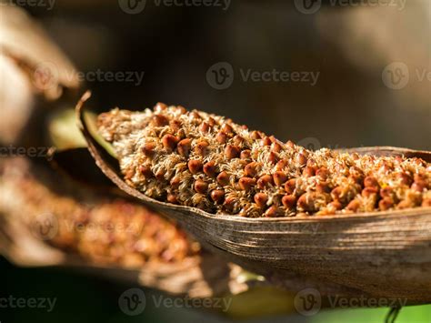 Salak flower on tree. Salacca zalacca Gaertn. Voss 35587990 Stock Photo ...