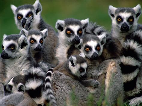 Travel through Africa: Lemurs Are At Risk Of Exctintion In Madagascar