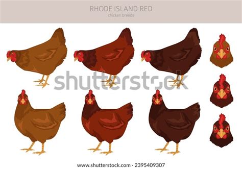 Rhode Island Red Chicken Breeds Clipart Stock Vector (Royalty Free) 2395409307 | Shutterstock