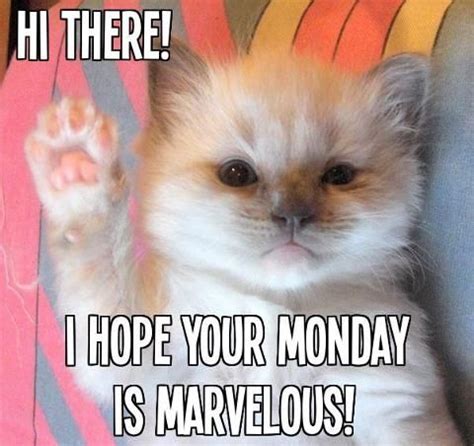 Have a marvelous Monday | Have a marvelous Monday | Funny animals, Animals, Cute animals