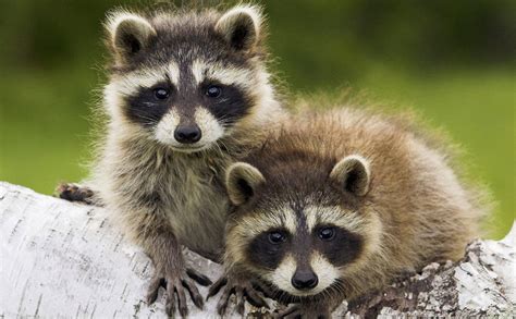 Animal You: Raccoon