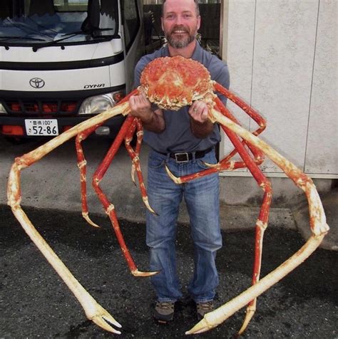 The Japanese spider crab is the largest crab in the world. With a leg ...