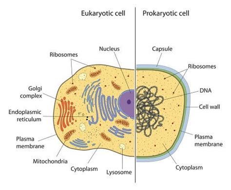 Prokaryotic Cell - Definition, Examples & Structure | Biology Dictionary