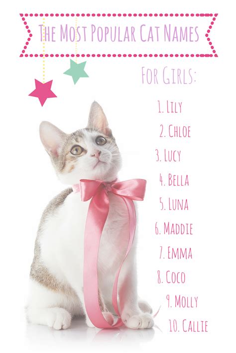 The Most Popular Cat Names In America | Cute cat names girls, Cute cat names, Cat names girl unique