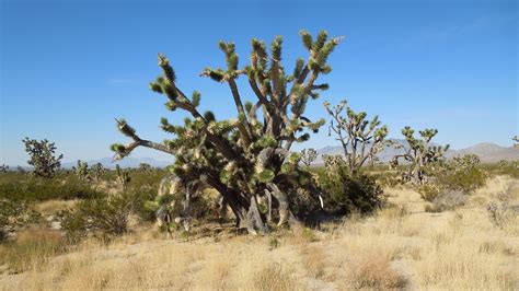 Mojave National Preserve | Natural Atlas