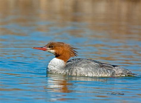 fred walsh photos: Common Merganser, female