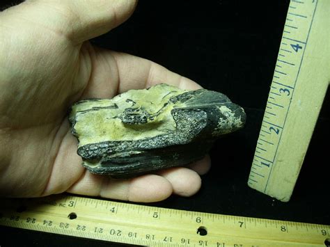 Tylosaurus fossil Jaw with Teeth (020721p) - The Stones & Bones Collection