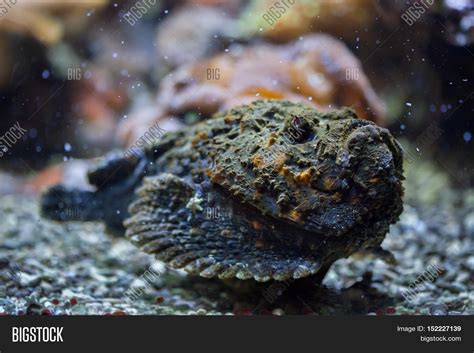 Reef Stonefish ( Image & Photo (Free Trial) | Bigstock