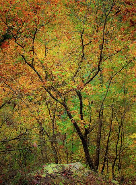 Cloudland Canyon Colors Photograph by Paul D Taylor - Fine Art America