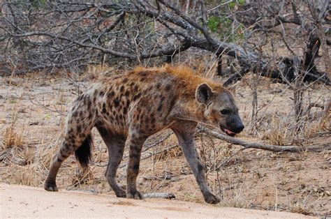 10 Animals To Look Out For In Kruger National Park | Wildest