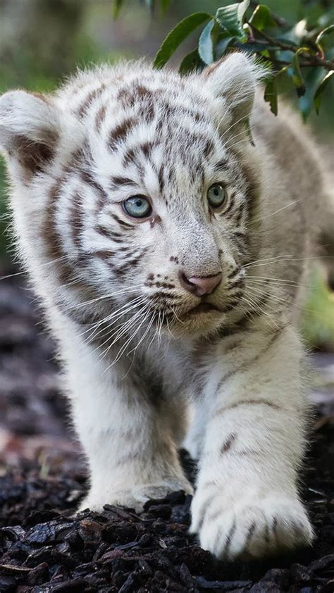 Cute Cub Bengal White Tiger 540x960