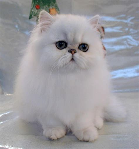 White Persian (aka Fancy Feast) cat | Cutest kitten breeds, Kitten ...