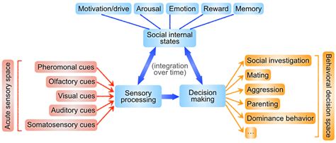 Research - Laboratory of Social Neuroscience - UCLA